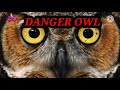 DANGER OWL/खतरनाक उल्लू की कहानी/Moral story by.. My Magical story 🦉🦉🦉🦉🦉🦉🦉🦉🦉🦉🦉🦉🦉