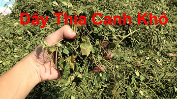 Dây Thìa Canh Khô | Thảo Dược Tây Bắc
