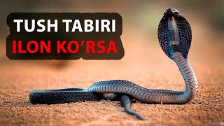 Tushda ilon ko'rsa nima bo'ladi | Tush tabrlari