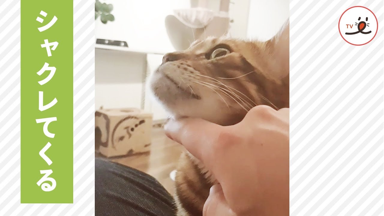 あごをスリスリ 気持ちよくてあごがシャクレるネコちゃん Peco Tv Youtube