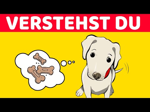 Video: 12 Hunde, die wünschten, Sie wären da