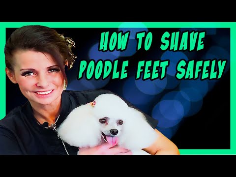Poodle Feet Clipping Tutorial: How to Shave The Perfect Clean Foot