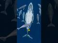 The Mother Whale’s Final Song… 🐋💔 #Whale #MotherWhale #Ocean #Nature #Wildlife #shorts #trending #yt