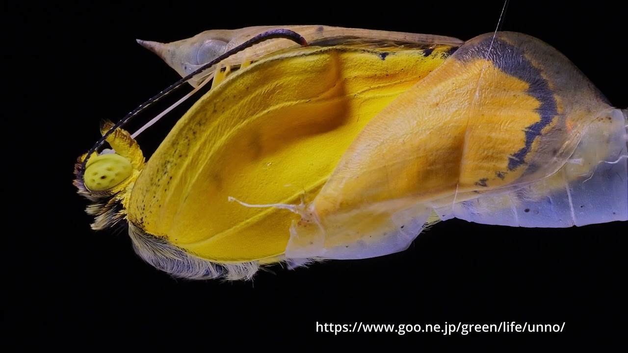 A yellow butterfly emerges in Japan | The Kid Should See This