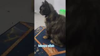 cat lifeisbutadream lks support kucinglucu subscribers subscribe salam pyp gemes lovrs