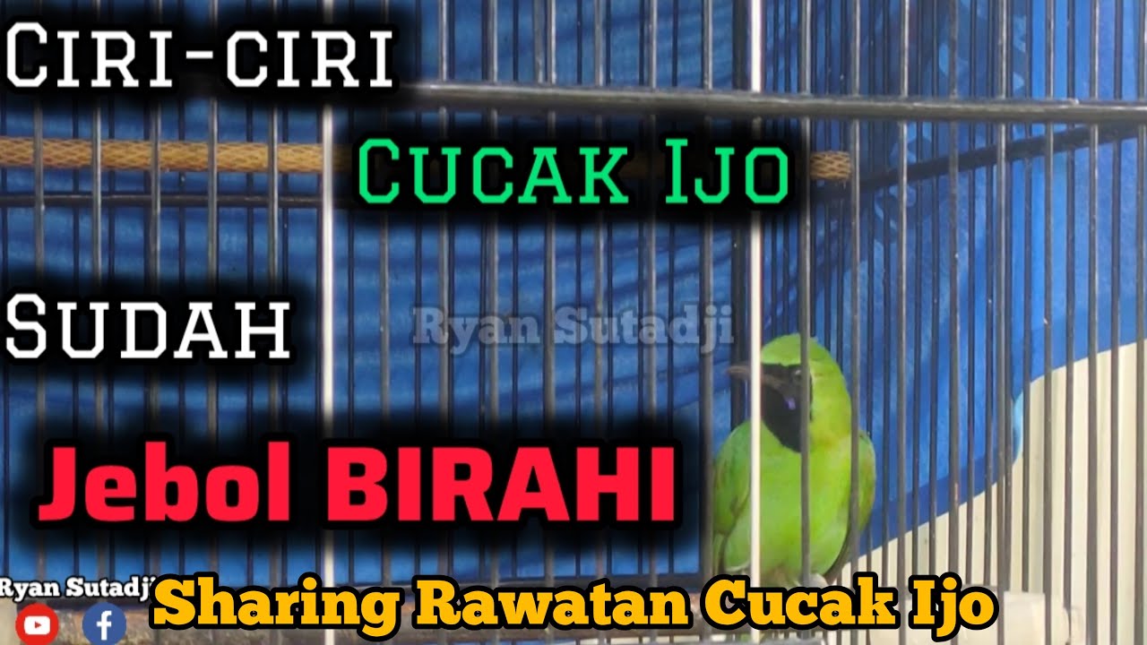 Ciri-ciri Cucak Ijo JEBOL BIRAHI jadi Cucak Ijo Gacor Dor