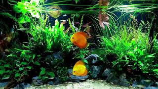 💚 1 HOUR BEAUTIFUL FRESHWATER AQUARIUM • DISCUS FISH TANK • SCHOOLING FISH 💚