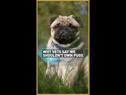 The lethal reason vets are warning people not to own pug dogs