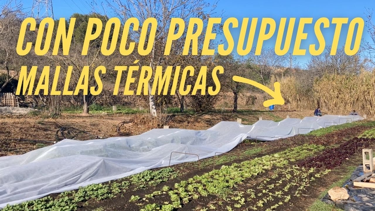 Como arrancar antes las Cosechas