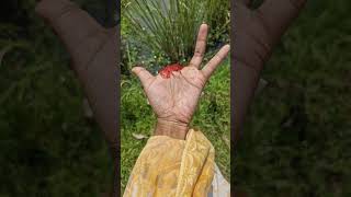 beautiful 😍 funny tricks 🤣# viral shorts 🤞