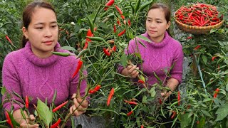 Harvesting a small chili garden to market sell  Chilli preservation process  Lý Thị Ca