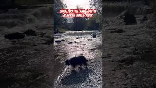Our #beardedcollie  loves a dip in the river! #hikingwithdogs  #shorts