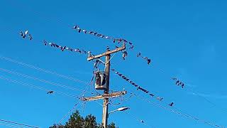 Birds on a wire (Pixar animation in real life) screenshot 3