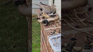 A Dove built a nest on my house pt 4: making friends #cuteanimals #wildbird #birdnest #wildlife