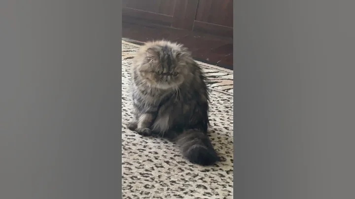 Video 9605571: exotic shorthair persian, exotic shorthair playing