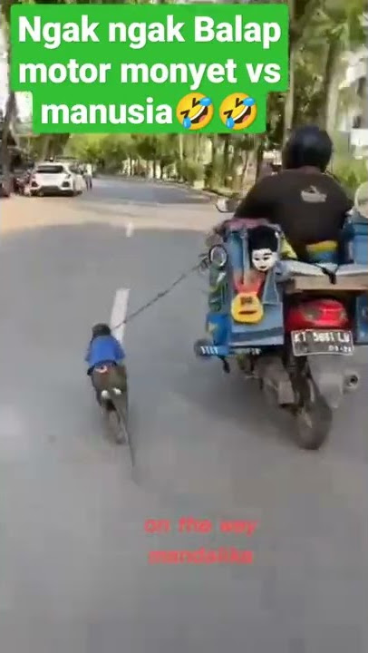Balap motor monyet vs manusia