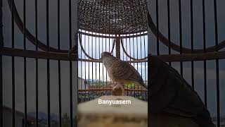 Download Lagu #shorts MP3