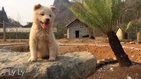 Chó Mông Cộc: Cái trắng mũi nâu - Siêu phẩm bản Mông