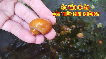 Ốc Táo Có Ăn Cây Thủy Sinh Không