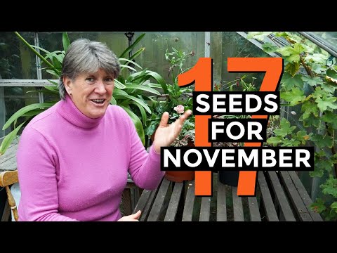 What to Sow in November | Seeds and Plants for November | Self-sufficient vegetable garden (2020)