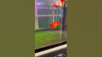 หลังขัดตะไคร่หน้าหลังตู้ #goldfish #ปลาทอง #จุกน้อย #shorts EP183