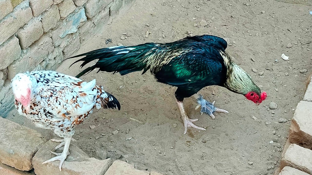 Shok update kafi deno k bad😅/ new vlog