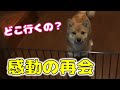 柴犬（豆柴）みかんと初めて離れ離れ…。そして感動の再会♪