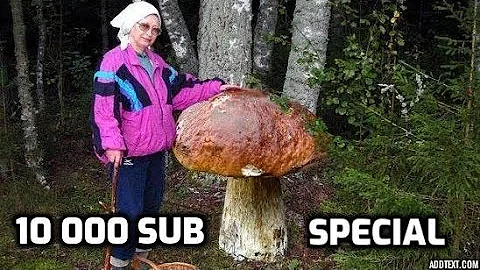 Jaké jsou houby na podzim?