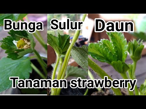 Video: Tiada Buah Pada Tumbuhan Strawberi - Mengapa Tiada Strawberi