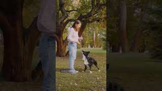 Goal of Teaching #shorts #leashtraining #realdogtraining Goal of Teaching #shorts #leashtraining #realdogtraining