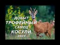 Добыт трофейный самец косули! 2022