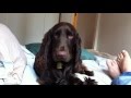 Bonjour our Field Spaniel Dog の動画、YouTube動画。
