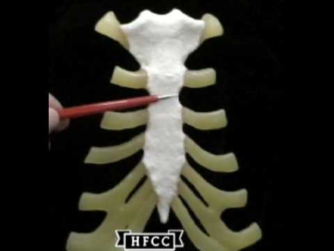 sternum bone - YouTube