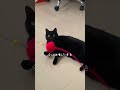 どんな色が好き? #猫 #cat