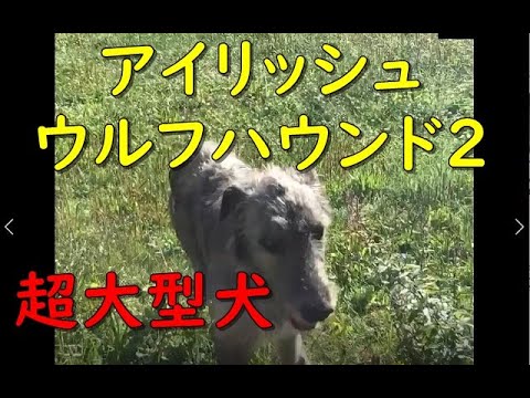 かわいい犬 世界一大きい アイリッシュウルフハウンドの鳴き声 2 - 面白いペット動画  Funny Dog Irish wolfhound Bigest in the world
