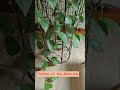 Pothos in the Bathroom