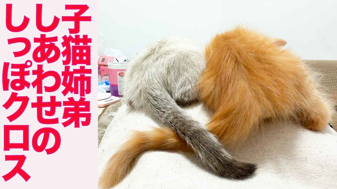 子猫姉弟、しあわせのしっぽクロス The little kitties' tail crossing