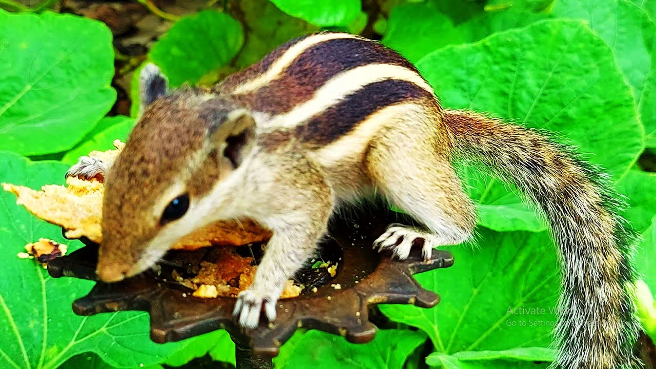 Best funny animal video, 2023 YouTube