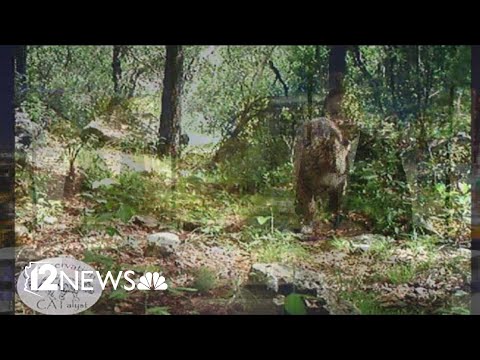 Arizona's famous wild jaguar, El Jefe, alive and well in Mexico