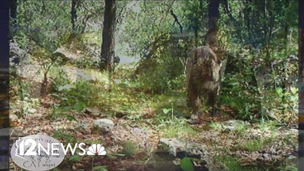 Arizona's famous wild jaguar, El Jefe, alive and well in Mexico