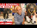 Leg Bending In Dog With Live Solution (Rickets Problem In Indian Pointer Dog Breed) Baadal Bhandaari