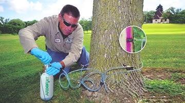 Arborjet® Tree Injection Services | Green Sphere Turf, Tree & Tick #arborjet #treecare #newburyport