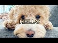 Introducing LABRADOODLE PUPPY LEO / 강아지 미니 래브라두들을 소개합니다!