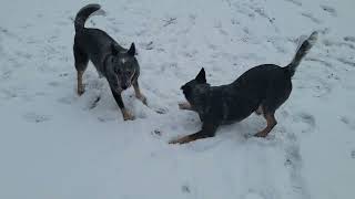 First Decent Snow Day Of 2024! by The Heeler Mama 536 views 3 months ago 6 minutes, 13 seconds