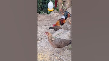 gà rừng giải nhất cực xong.qaib qus khav tiag tiag