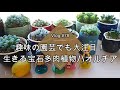 【Vlog#78】【多肉植物】趣味の園芸でも大注目！生きる宝石ハオルチアの育て方【ジュエルプランツ】