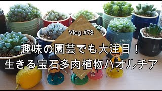 【Vlog#78】【多肉植物】趣味の園芸でも大注目！生きる宝石ハオルチアの育て方【ジュエルプランツ】