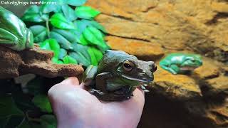 Tonight’s Very Best Manners belong to Round Frog! (The Hand-Taxi went straight to the crickets!)