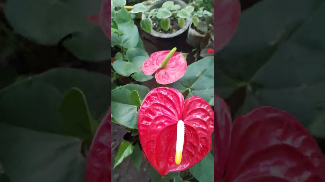 Las bellezas de las plantas.