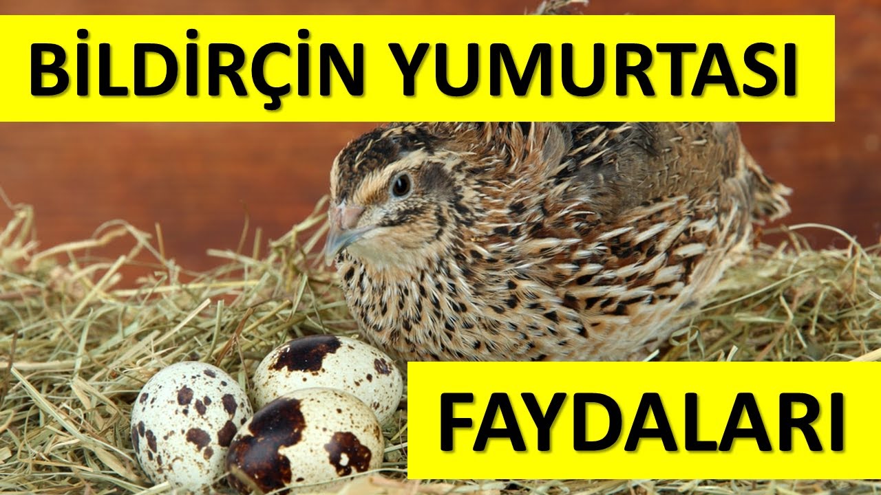 Köy yumurtasının faydaları Köy yumurtasının faydaları